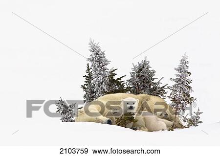 Stock Photo - Polar Bear (Ursus Maritimus) Cub Waves A High Five At The Photographer In Wapusk National Park; Manitoba Canada. Fotosearch