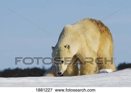 Stock Photo - Polar Bear (Ursus Maritimus) In The Snow In Wapusk National Park; Churchill, Manitoba, Canada. Fotosearch