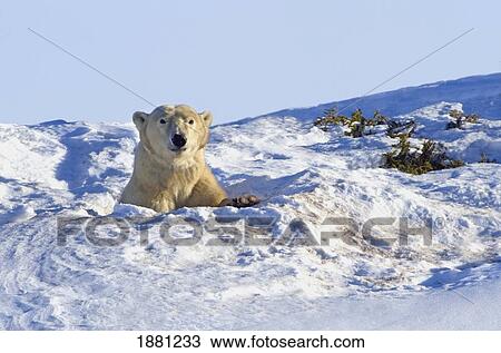 Stock Image - Polar Bear (Ursus Maritimus) In Wapusk National Park; Churchill, Manitoba, Canada. Fotosearch