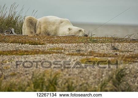 Picture - Polar bear (Ursus maritimus) laying on a sand bar along the south coast of Hudson Bay; Manitoba, Canada. Fotosearch