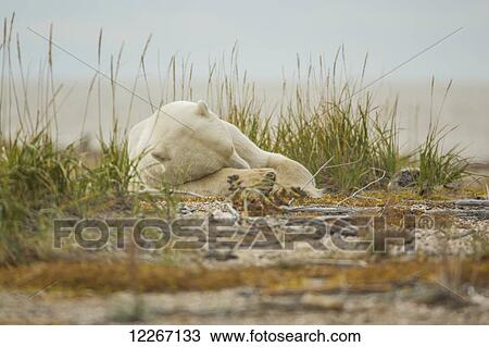 Stock Image - Polar bear (ursus maritimus) laying down in the grass along the south shore of Hudson Bay; Manitoba, Canada. Fotosearch