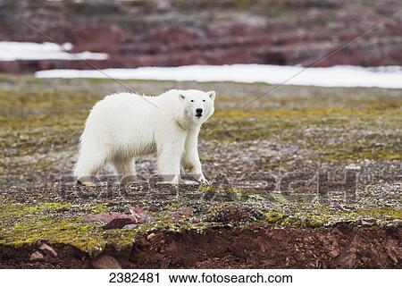 Polar bear (Ursus maritimus) on the summer tundra; Svalbard, Norway View Large Photo Image Stock Image - Polar bear (Ursus maritimus) on the summer tundra; Svalbard, Norway. Fotosearch