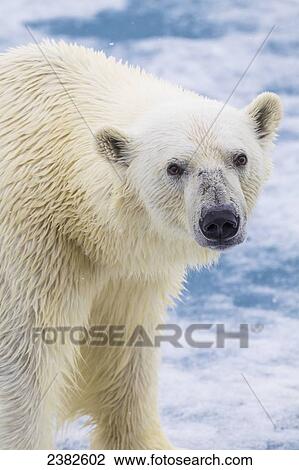 Polar bear (ursus maritimus) on the pack ice in the Svalbard archipelago; Svalbard, Norway View Large Photo Image Stock Image - Polar bear (ursus maritimus) on the pack ice in the Svalbard archipelago; Svalbard, Norway. Fotosearch