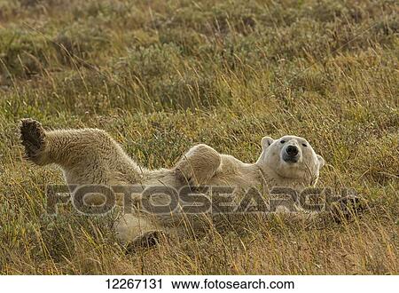 Stock Image - Polar bear (ursus maritimus) rolling around in the grass along the south shore of Hudson Bay; Manitoba, Canada. Fotosearch