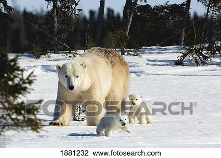 Polar Bear (Ursus Maritimus) Sow And Cubs Walking In Wapusk National Park; Churchill, Manitoba, Canada View Large Photo Image Stock Image - Polar Bear (Ursus Maritimus) Sow And Cubs Walking In Wapusk National Park; Churchill, Manitoba, Canada. Fotosearch