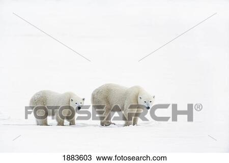 Stock Image - Polar Bear (Ursus Maritimus) Sow And Yearling Cub Walking Across The Frozen Tundra; Churchill, Manitoba, Canada. Fotosearch