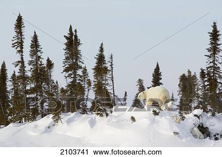 Stock Image - Polar Bear (Ursus Maritimus) Sow And Three Cubs Outside Their Den At Wapusk National Park; Manitoba Canada. Fotosearch