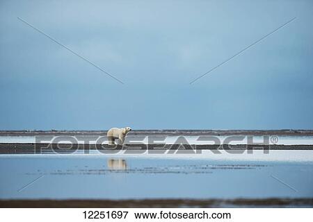 Stock Photo - Polar bear (ursus maritimus) standing at the water's edge with reflection in the water; Kaktovik, Alaska, United States of America. Fotosearch