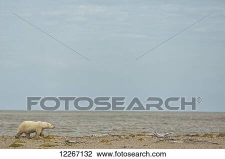 Polar bear (ursus maritimus) walking along the south shore of Hudson Bay; Manitoba, Canada View Large Photo Image Stock Image - Polar bear (ursus maritimus) walking along the south shore of Hudson Bay; Manitoba, Canada. Fotosearch