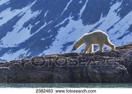 Stock Image - Polar bear (ursus maritimus) walks along the shores of Svalbard in the summer in search of food; Svalbard, Norway. Fotosearch