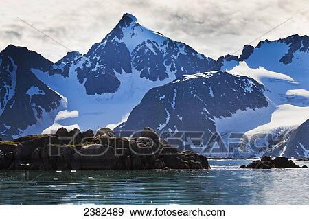 Stock Photo - Polar bear (ursus maritimus) walks along the shores of Svalbard in the summer in search of food; Svalbard, Norway. Fotosearch