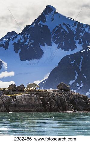 Polar bear (ursus maritimus) walks along the shores of Svalbard in the summer in search of food; Svalbard, Norway View Large Photo Image Stock Photograph - Polar bear (ursus maritimus) walks along the shores of Svalbard in the summer in search of food; Svalbard, Norway. Fotosearch