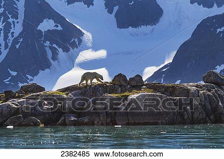Stock Photography - Polar bear (ursus maritimus) walks along the shores of Svalbard in the summer in search of food; Svalbard, Norway. Fotosearch
