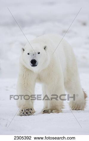Polar Bear Walking Across Snow And Ice; Churchill Manitoba Canada View Large Photo Image Stock Image - Polar Bear Walking Across Snow And Ice; Churchill Manitoba Canada. Fotosearch