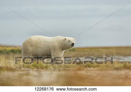 Stock Photograph - Polar bear walking along the coast of Hudson Bay; Manitoba, Canada. Fotosearch