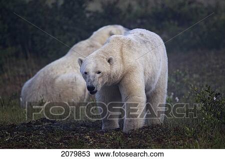 Stock Image - Polar Bear Walking Away After Sparring, Manitoba.. Fotosearch