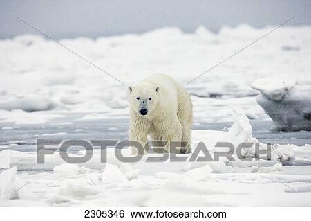 Stock Photograph - Polar Bear Walking By Icy Shore Of Hudson's Bay; Churchill Manitoba Canada. Fotosearch