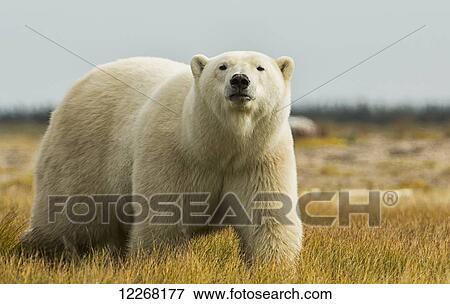 Stock Photo - Polar bear walking by the coast of Hudson Bay; Manitoba, Canada. Fotosearch