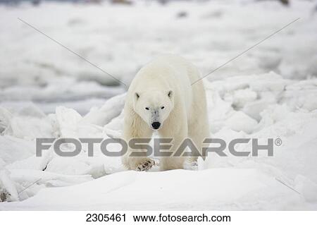 Stock Image - Polar Bear Walking In The Ice And Snow; Churchill Manitoba Canada. Fotosearch