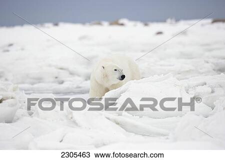 Polar Bear Walking In The Ice And Snow; Churchill Manitoba Canada View Large Photo Image Stock Image - Polar Bear Walking In The Ice And Snow; Churchill Manitoba Canada. Fotosearch