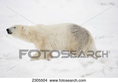Polar Bear Walking In The Snow; Churchill Manitoba Canada View Large Photo Image Picture - Polar Bear Walking In The Snow; Churchill Manitoba Canada. Fotosearch