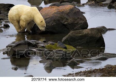 Polar Bear Walking On Rocks, Churchill, Manitoba View Large Photo Image Picture - Polar Bear Walking On Rocks, Churchill, Manitoba. Fotosearch
