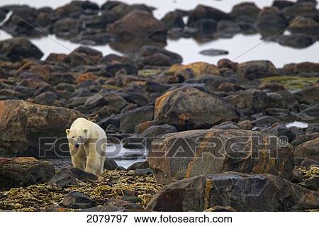 Polar Bear Walking On Rocks, Churchill, Manitoba View Large Photo Image Stock Photo - Polar Bear Walking On Rocks, Churchill, Manitoba. Fotosearch