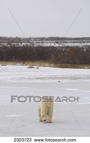 Polar bear walking over tundra on the shores of Hudson Bay; Manitoba, Canada View Large Photo Image Stock Image - Polar bear walking over tundra on the shores of Hudson Bay; Manitoba, Canada. Fotosearch
