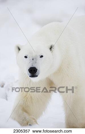 Stock Photo - Polar Bear Walking Snow On The Shore Of Hudson's Bay; Churchill Manitoba Canada. Fotosearch
