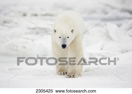 Polar Bear Walking Through The Snow And Ice; Churchill Manitoba Canada View Large Photo Image Stock Photography - Polar Bear Walking Through The Snow And Ice; Churchill Manitoba Canada. Fotosearch