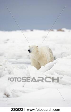 Stock Image - Polar Bear Walking Through The Snow Along The Shore Of Hudson's Bay; Churchill Manitoba Canada. Fotosearch