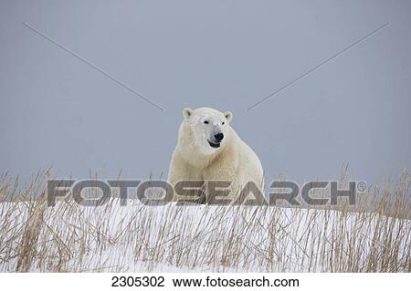 Polar Bear Walking Through The Snow Along The Shore Of Hudson's Bay; Churchill Manitoba Canada View Large Photo Image Stock Image - Polar Bear Walking Through The Snow Along The Shore Of Hudson's Bay; Churchill Manitoba Canada. Fotosearch