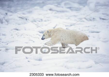 Stock Image - Polar Bear Walking Through The Snow Along The Shore Of Hudson's Bay; Churchill Manitoba Canada. Fotosearch