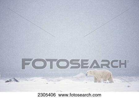 Stock Photograph - Polar Bear Walking Through The Snow Along The Shore Of Hudson's Bay; Churchill Manitoba Canada. Fotosearch