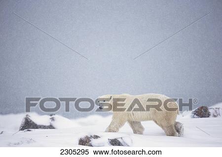 Stock Photography - Polar Bear Walking Through The Snow Along The Shore Of Hudson's Bay; Churchill Manitoba Canada. Fotosearch