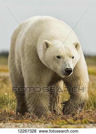 Stock Photo - Polar bear walking with wet, dirty paws; Manitoba, Canada. Fotosearch