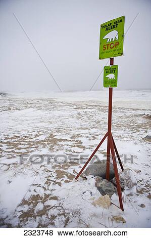 Polar Bear warning sign on the shores of the Hudson Bay; Canada View Large Photo Image Stock Photo - Polar Bear warning sign on the shores of the Hudson Bay; Canada. Fotosearch