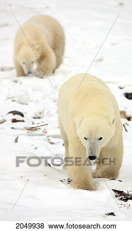 Stock Photo - Polar Bears, Mother And Cub, Churchill, Manitoba. Fotosearch