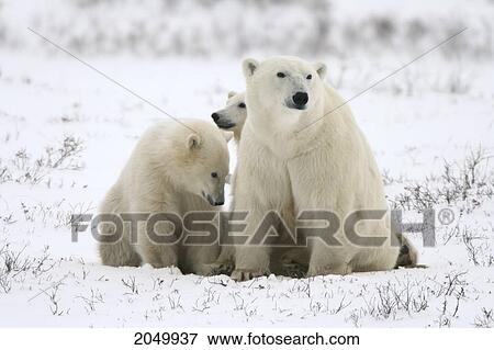 Polar Bears, Mother And Two Cubs, Churchill, Manitoba View Large Photo Image Stock Photo - Polar Bears, Mother And Two Cubs, Churchill, Manitoba. Fotosearch