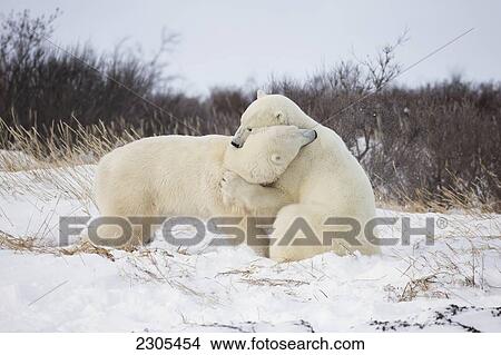 Polar Bears Play Fighting Along The Shores Of Hudson's Bay; Churchill Manitoba Canada View Large Photo Image Picture - Polar Bears Play Fighting Along The Shores Of Hudson's Bay; Churchill Manitoba Canada. Fotosearch