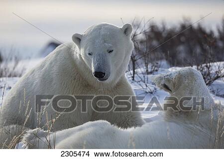 Picture - Polar Bears Play Fighting Along The Shores Of Hudson's Bay; Churchill Manitoba Canada. Fotosearch