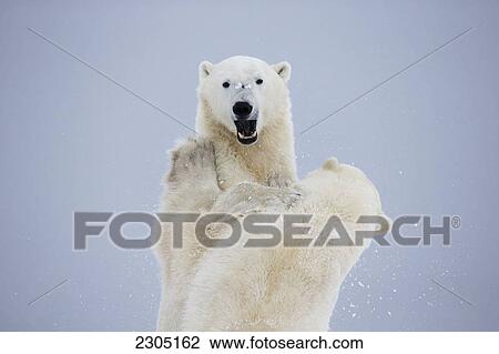 Stock Image - Polar Bears Play Fighting Along The Shores Of Hudson's Bay; Churchill Manitoba Canada. Fotosearch
