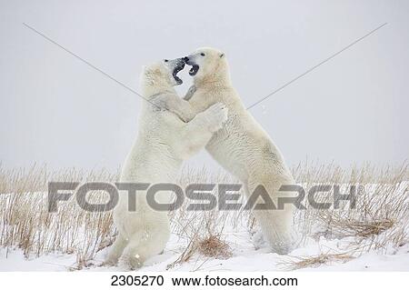 Polar Bears Play Fighting Along The Shores Of Hudson's Bay; Churchill Manitoba Canada View Large Photo Image Stock Image - Polar Bears Play Fighting Along The Shores Of Hudson's Bay; Churchill Manitoba Canada. Fotosearch