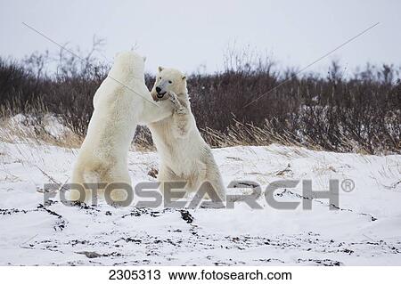 Stock Image - Polar Bears Play Fighting Along The Shores Of Hudson's Bay; Churchill Manitoba Canada. Fotosearch
