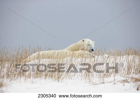 Stock Image - Polar Bears Play Fighting Along The Shores Of Hudson's Bay; Churchill Manitoba Canada. Fotosearch