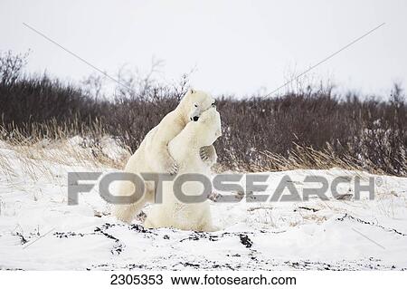 Stock Image - Polar Bears Play Fighting Along The Shores Of Hudson's Bay; Churchill Manitoba Canada. Fotosearch