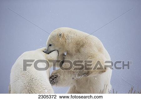 Polar Bears Play Fighting Along The Shores Of Hudson's Bay; Churchill Manitoba Canada View Large Photo Image Stock Image - Polar Bears Play Fighting Along The Shores Of Hudson's Bay; Churchill Manitoba Canada. Fotosearch