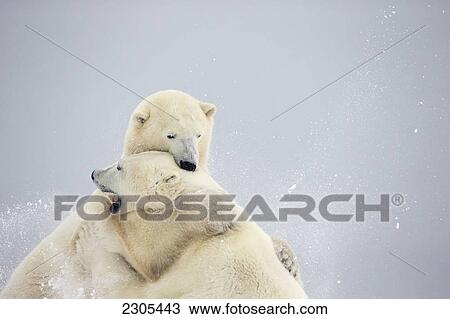 Polar Bears Play Fighting Along The Shores Of Hudson's Bay; Churchill Manitoba Canada View Large Photo Image Stock Image - Polar Bears Play Fighting Along The Shores Of Hudson's Bay; Churchill Manitoba Canada. Fotosearch