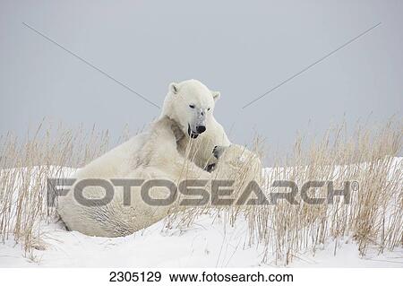 Stock Photo - Polar Bears Play Fighting Along The Shores Of Hudson's Bay; Churchill Manitoba Canada. Fotosearch