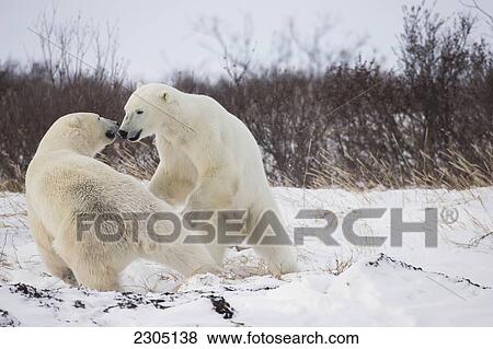 Stock Photo - Polar Bears Play Fighting Along The Shores Of Hudson's Bay; Churchill Manitoba Canada. Fotosearch